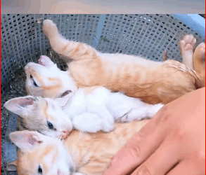 M0112033_Rescue baby cats#rescueanimal #rescue#animals #rescuecat #cat #babycats_part2
