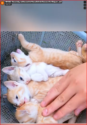 M0112033_Rescue baby cats#rescueanimal #rescue#animals #rescuecat #cat #babycats_part2