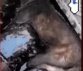 M0112034_Rescue dog#rescueanimal #animals #rescue #rescuedog #dog_part2