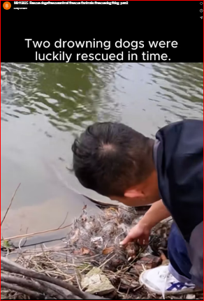 M0112035_Rescue dogs#rescueanimal #rescue #animals #rescuedog #dog_part2