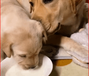 M0112036_rescued newborn puppy #fyp #rescue #animals #dog #puppy_part2