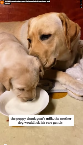 M0112036_rescued newborn puppy #fyp #rescue #animals #dog #puppy_part2