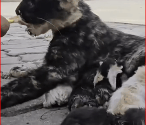 M0112038_mother cat helplessly watched het baby fall into sawer.luckil…_part2