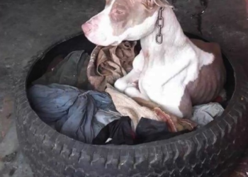 MV1212 Dog chained to post can’t even rest head – then animal hero decides there’s only one thing to do