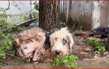 M3011006_#poordog #dog #doglover #dogsoftiktok_part2