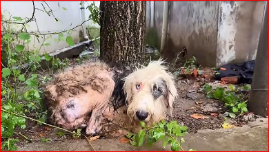 M3011006_#poordog #dog #doglover #dogsoftiktok_part2