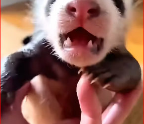 M0412001_friendship story between lost panda cat. #panda #ba…_part2