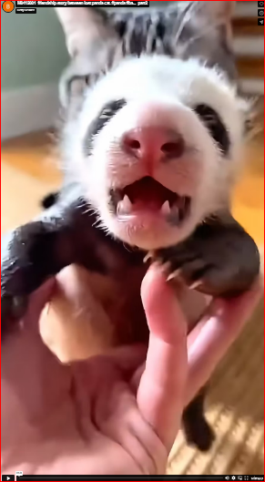 M0412001_friendship story between lost panda cat. #panda #ba…_part2