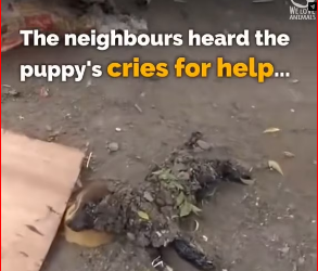 M0412002_#helpanimal #helpanimals #kesfet #viral #foryou #foryoupage #welovean…_part2