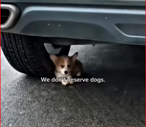 M0412003_Dog was kicked out of store rescued given life_part2