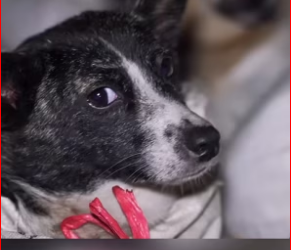 M0412004_#animals #wildlife #dogrescue #rescuedog #rescue_part2