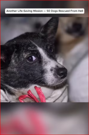 M0412004_#animals #wildlife #dogrescue #rescuedog #rescue_part2