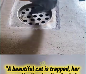 M0412007_beautiful cat is trapped, her eyes silently plead help. #r…_part2