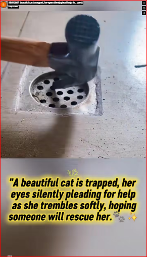 M0412007_beautiful cat is trapped, her eyes silently plead help. #r…_part2