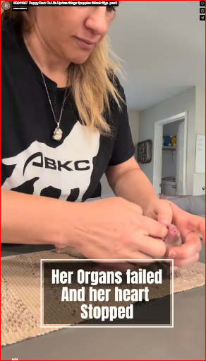 M3011007_Puppy Back To Life Update #dogs #puppies #tiktok #fyp_part2