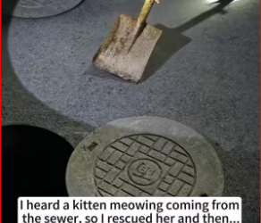 M0412010_heard kitten meowing coming sewer, so rescued her_part2