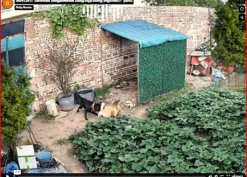 M0412011_#animals #dogsoftiktok #dog #typ #omg #fypviralシ_part2