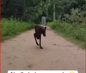 M0412013_El perrito sin patitas no ha recibido apoyo le duele su columna ya no puede caminar solo conoce el hambre dolor_part2