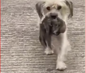 M0412014_helpless mother holds her child begs young man help,_part2