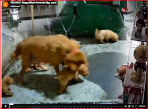 M0412015_#dogsoftiktok #animals #fyp_part2