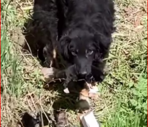 M0412017_Abandoned mama newborn pups rescued Ready forever homes! (1)_part2