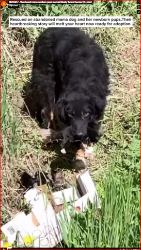 M0412017_Abandoned mama newborn pups rescued Ready forever homes! (1)_part2