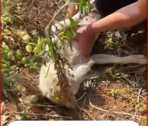 M0412018_#wholesome #animal #animalrescue By @zakariael6836_part2