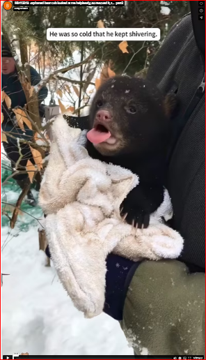 M0412019_orphaned bear cub looked at me helplessly, so rescued it, t…_part2