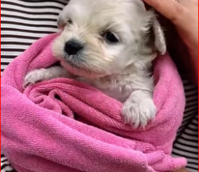 M0412020_Rescue puppy abandoned on side of road.#rescue #rescueanima…_part2