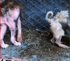 M3011008″The two dogs were curled up inside the cage, their fur had fallen out completely, and their skin had turned black.”#animalprotection#straydog#dog#straydogprotection#straydogrescue part 1