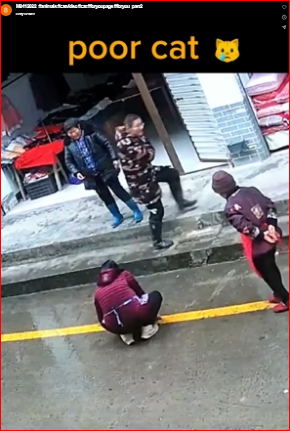 M0412022_#animals #catvideo #cat #foryoupage #foryou_part2