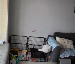 M0412023_#dog #dogsoftiktok #animals #animalsoftiktok #animal_part2