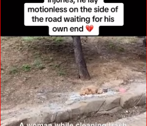 M0412024_Watch till end #rescue #rescuedog #rescuepuppy #puppy #dog #pup…_part2