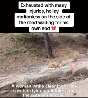 M0412024_Watch till end #rescue #rescuedog #rescuepuppy #puppy #dog #pup…_part2