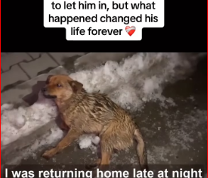 M0412025_Watch till end #rescue #rescuedog #rescuepuppy #puppy #dog #pup… (1)_part2