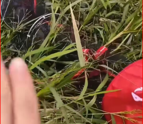 M0412026_Rescue an orange cat trapped in pocket floating on lake! #rescu…_part2