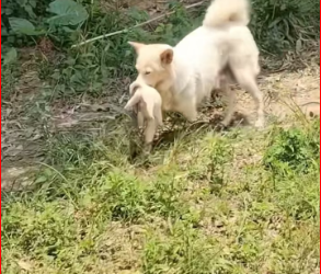 M0412027_#dog #dogsoftiktok #poordog #rescuedog_part2