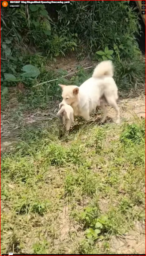 M0412027_#dog #dogsoftiktok #poordog #rescuedog_part2