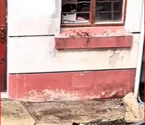 M0412028_#cat #catsoftiktok #poorcat #rescuecat_part2