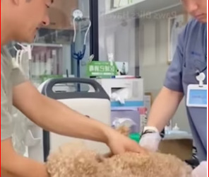 M0412029_is how he successfully rescued raised poor dog#animals_part2