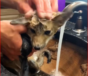 M0412030_saved little fox gave it home filled happiness……._part2