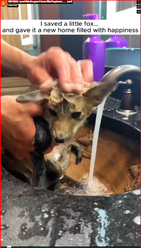 M0412030_saved little fox gave it home filled happiness……._part2