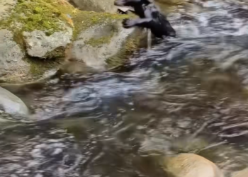 M0412021_orphaned bear cub almost drowned, saved it then… #animal…_part2