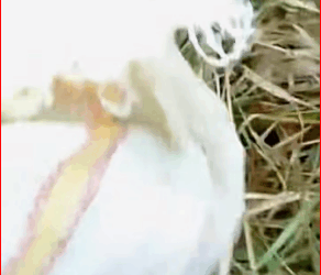 M0112001_We came to rescue newborn puppies but what we found broke our hearts…_part2