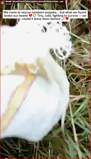 M0112001_We came to rescue newborn puppies but what we found broke our hearts…_part2