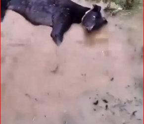 M0812001_Esse cãozinho foi abandonado no meio da água e quase se afogou! ❤️‍��_part2