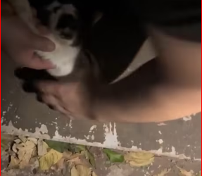 M0812002_Hola Gente, rescatamos a este gatito que estaba atrapada en una cañería, busca un hogar, ya esta desparasitada y, bañad