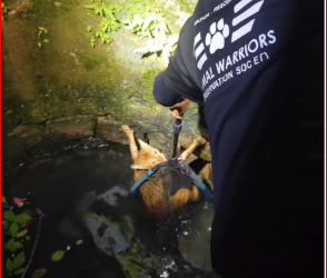 M0812003_Cats rescue from a well Tactical Rescue Animal rescue team in Hyderabad AWCS We @awcs_org are an animal welfare NGO_