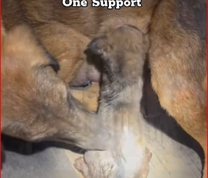 M0812004_Nothing less than a movie Rescue of two puppies from a Borewell Pipe Dog rescue team in Hyderabad Tactical Rescue AW