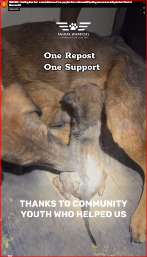 M0812004_Nothing less than a movie Rescue of two puppies from a Borewell Pipe Dog rescue team in Hyderabad Tactical Rescue AW